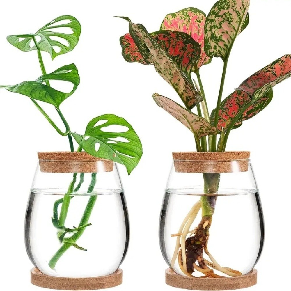 Transparent Hydroponic Flowerp - đánh giá và giá Propagation Station Vase